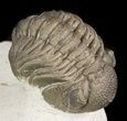 Detailed Morocops Trilobite On Limestone Pedastal #47377-3